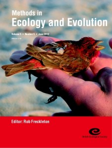 Rosefinch with geolocator tag