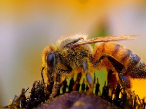 bee-300x225