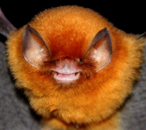 The Funnel-eared bat (Natalus stramineus)