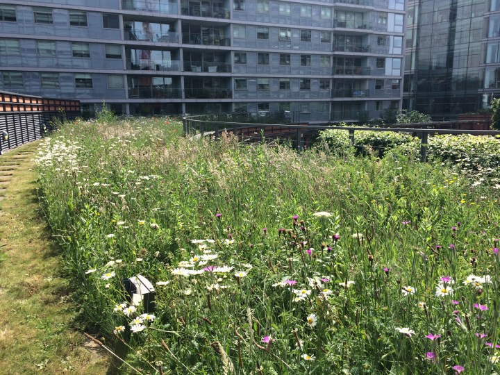 Green roof in Central London