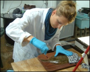 Dr Anna Sturrock blood sampling plaice ©Anna Sturrock