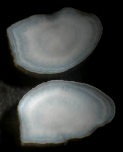 Otoliths ©Anna Sturrock