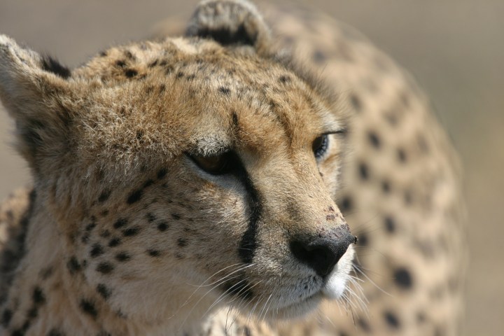 ©Nathalie Pettorelli