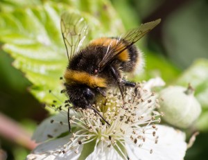 14614327622_6525ac1c30_o