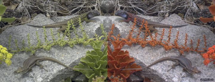 Two Tenerife lizards (Gallotia galloti) basking. The image on the left is in human-visible colours and although the male at the top is more colourful than the female at the bottom, he is still fairly well camouflaged amongst the foliage. However, the dusky blue/grey patches on his cheek and bars on his flank are much more conspicuous to the female lizard than ourselves, as highlighted in the false colour UV image on the right.
