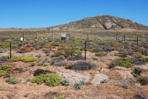 The site, where the soil moisture sensors are installed as a compound of climate stations, is protected from grazing animals by means of a fence. ©Bettina Weber 