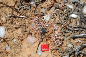 The newly developed soil moisture sensor being used in a lichen-dominated soilcrust in the Succulent Karoo, a semi-desert in South Africa. ©Bettina Weber