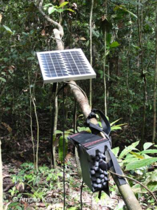 An ARU powered by solar energy recording in the Taï national park, Côte d’Ivoire. ©Ammie Kalan