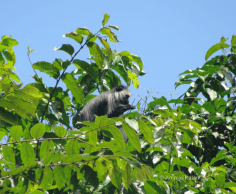 King Colobus