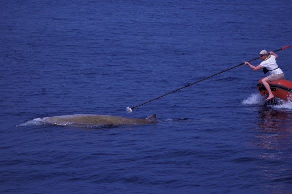 Researchers tagging a Cuvier's beaked whale with a DTAG sound tag (soundtags.st-andrews.ac.uk) in the Ligurian Sea (© T. Pusser)