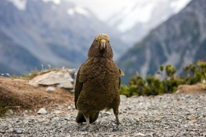 Our research into the foraging ecology of this cheeky parrot (kea: Nestor notabilis) prompted us to develop a simple method to establish discrimination factors © Andruis Pašukonis