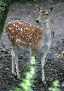 Fallow Deer have become widespread at Five Rivers Reserve in Tasmania’s Central Highlands . © Tony Hisgett