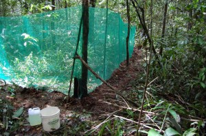 A MESOCOLSURE in the rain forest of the Southern hemisphere. © Gustavo “Tata” Schiffler.