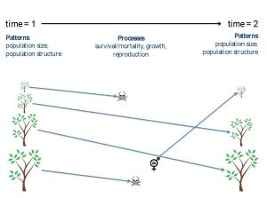 Demographic patterns and processes (Click to expand)