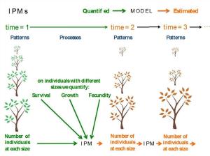 Common implementation of IPMs