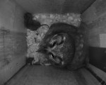 A female Tengmalm's Owl female with a shrew preparing to leave the nes