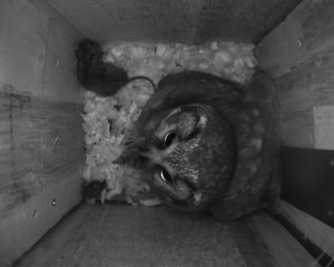 A female Tengmalm's Owl female with a shrew preparing to leave the nes
