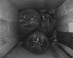 Tengmalm's Owl fledglings at the nest