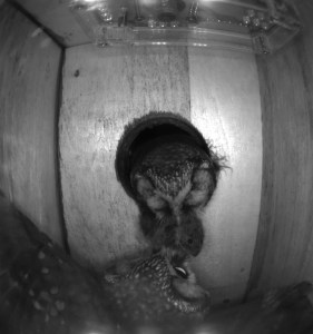 A male Tengmalm's Owl in the SNBox opening giving a prey item to the female