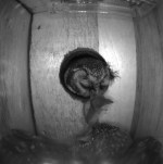 A male Tengmalm's Owl in the SNBox opening giving a prey item to the female