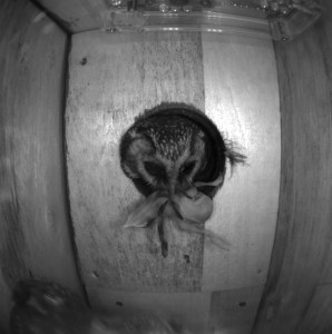 A male Tengmalm's Owl in the SNBox opening giving a prey item to the female