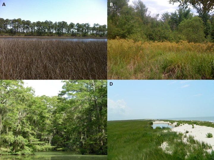 Wetland habitats, including (A) a marine-dominated coastal marsh and maritime pine island complex (Grand Bay National Estuarine Research Reserve, Mississippi, USA), (B) a freshwater floodplain marsh (Hale County, Alabama, USA), (C) a cypress-tupelo swamp (Perry Lakes, Alabama, USA), and (D) a Gulf of Mexico salt marsh (Rockefeller Wildlife Refuge, Louisiana, USA). ©Julia Cherry