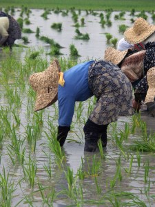 Agricultural wetlands, including rice paddies, provide food and other products to billions of people worldwide. ©Mostafa Saeednejad