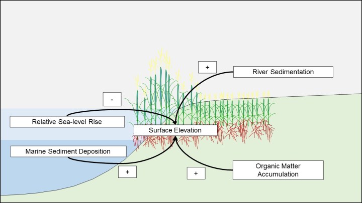 Sustaining coastal wetlands in a changing climate depends on the maintenance of land surface elevations relative to mean sea level. Factors that alter sedimentation or organic matter accumulation may influence the capacity for coastal wetlands to keep pace with sea-level rise. © Julia Cherry