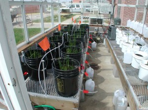 Example of a controlled greenhouse experiment using containers of intact sods of marsh soil and vegetation to examine the effects of sea-level rise and other factors on ecosystem processes. © Julia Cherry