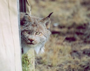 218 Canada lynx were reintroduced to the San Juan Mountains between 1999 and 2006 with VHF/Argos collars. © Colorado Parks and Wildlife