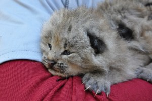 The reintroduced Canada lynx successfully reproduced for the first time in 2003, and produced at least 47 dens and 127 kittens over the next several years. In 2010, the Colorado Canada lynx population was declared a self-sustaining population. © Colorado Parks and Wildlife