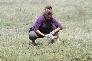 Eve Davidian collecting a faecal sample from a spotted hyena in the Ngorongoro Crater. © Oliver Höner