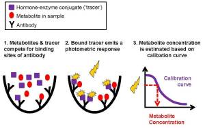 Biochemical reactions involved in an enzyme immunoassay and quantification of hormone metabolite concentrations. © Eve Davidian & Sarah Benhaiem