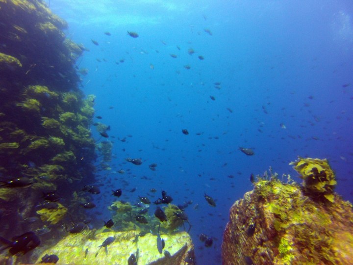 A school of Two-Spot Demoiselle fish – common rocky reef inhabitants – in the Mokohinau Islands, NZ. © Sydney Harris