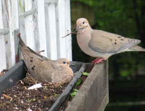 Mourning Doves are one of the 16 focal species for CUBS. ©CUBS