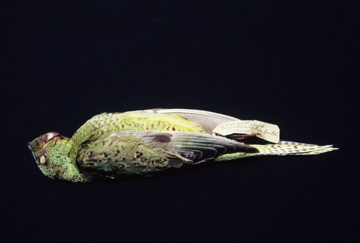With no known sightings between 1912 and 1979, the Night Parrot was thought to be extinct but was rediscovered in 2005. © Graham Fulton