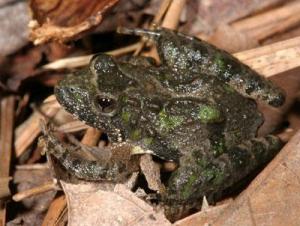 A Northern Cricket Frog.  ©Patrick Coin