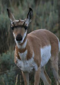 Juvenile pronghorn covered with parasites in Grand Teton National Park, WY, USA. © B. Teller.