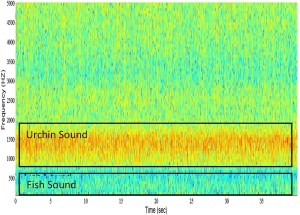 Spectrogram from a New Zealand reef showing urchin sounds in the mid-frequency range and lower-frequency fish vocalizations. Color represents intensity. ©Craig Radford