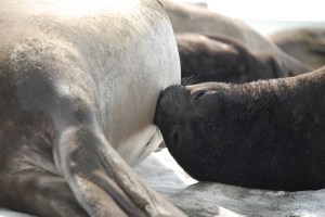 Southern elephant seal pup suckling from its mother during her brief period on land. ©Theoni Photopoulou