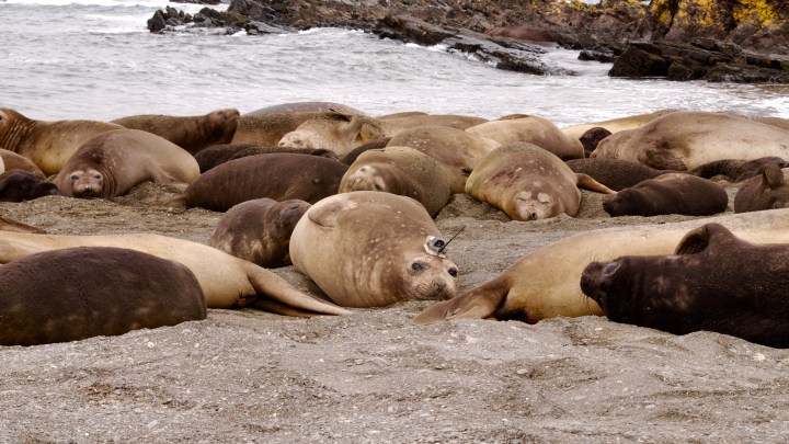 Tagged female in a southern elephant seal harem on South Georgia Island, South Atlantic. ©Theoni Photopoulou