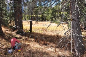 Camera trap set-up for Lynx in Colorado, designed to maximize detection probability. rSPACE lets researchers think about investing more effort at individual locations Vs sampling more locations. © Jake Ivan