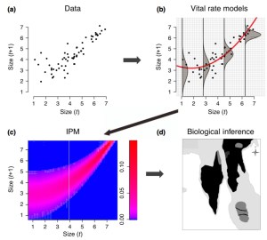 Figure 1 from Merow et al. 2014 (Methods in Ecology and Evolution): Workflow for Integral Projection Models