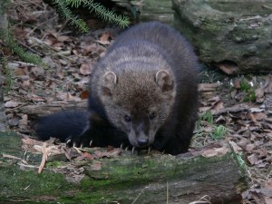Where’s Waldo? Trying to find this fisher somewhere in a giant landscape is going to be tricky! ©Mike Schwartz