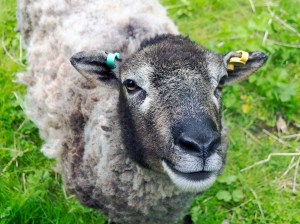 Soay sheep: an organism that can be modelled with two-sex dynamics. ©Julian Paren