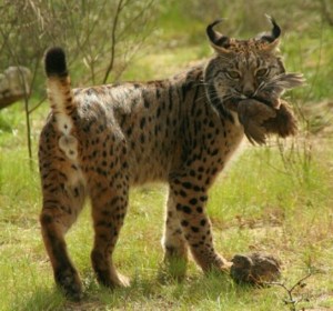 The world’s most threatened felid (Iberian lynx) is endemic in a region predicted to be severely impacted by climate change: the Iberian Peninsula. ©lynxexsitu.es