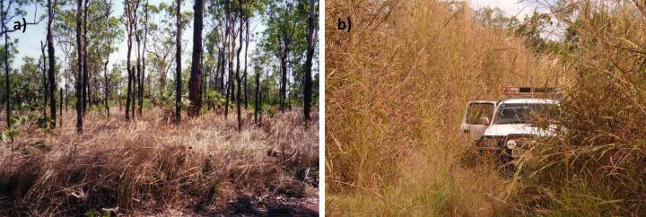 (Left) Gamba grass coverts health savanna ecosystems (right)to gamba grass dominated sites. © Samantha Setterfield.