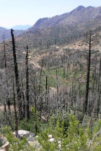 In the Sierra Nevada, large fires can frequently disrupt sampling plans for the year. rSPACE provides a tool to assess how such unexpected deviations can impact results. © Jody Tucker