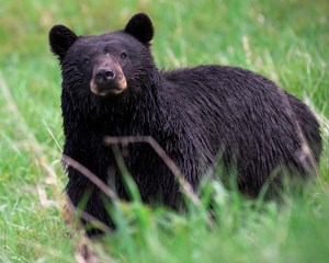As well as black, the bears also occur as cream, cinnamon, chocolate brown or bicolour varieties. ©Jim Martin