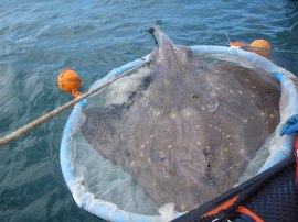 A flapper skate caught by the Scottish Sea Anglers Conservation Network (SSACN) in the Sound of Jura. ©Cecilia Pinto